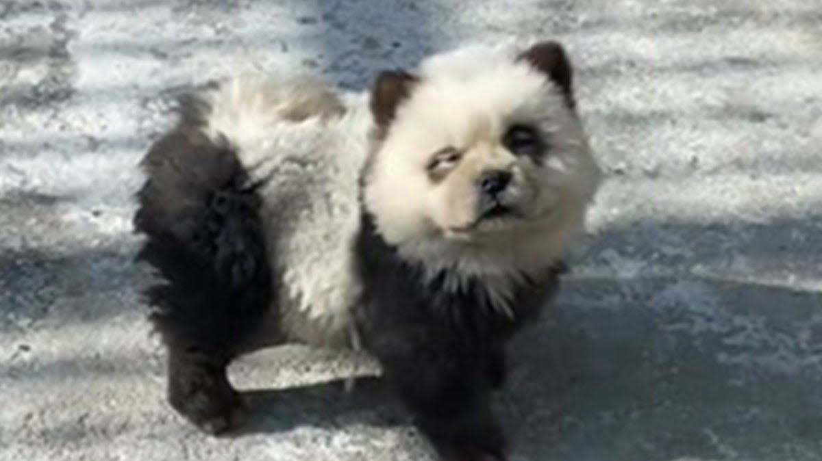 Chinese zoo defends dyeing dogs black and white to look like pandas