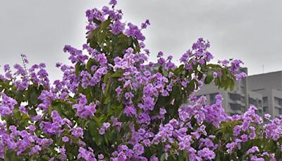 紫色浪潮來襲 「爆炸樹」大花紫薇大綻放