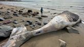 Humpback whale washes ashore in Swampscott