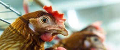 Tyson Foods (TSN) Up More Than 25% in 6 Months: Here's Why