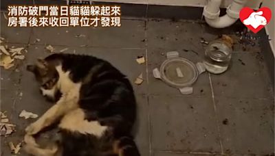 獨居長者猝死家中 房署收屋發現捱餓廿多日貓貓