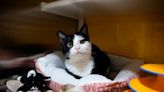 Oh, Mickey, he’s so fine: This fabulous feline at Wayside Waifs will blow your mind