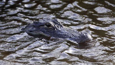 Houston police kill alligator found eating human remains
