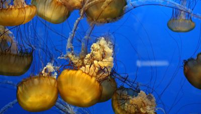 Las medusas gigantes entran en zona desconocida