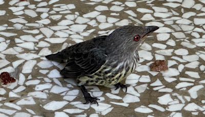 成大驚傳詭異撞窗聲！他探頭看「整排死鳥」嚇壞 專家：牠們醉了