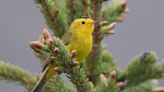 Ornithological society to rename dozens of birds — and stop naming them after people