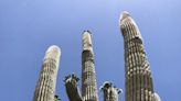 Mysteries of the wandering cactus unearthed: A Saguaro exposé