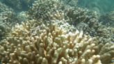 珊瑚礁恐全滅絕？ 白化現象全球大爆發
