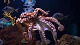 Octopus Leads Australian Diver to a ‘Mysterious Structure’ at the Bottom of the Ocean
