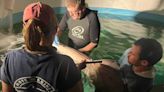 Rescued smalltooth sawfish passes away