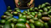 México: Jalisco inicia exportación de aguacate a EEUU