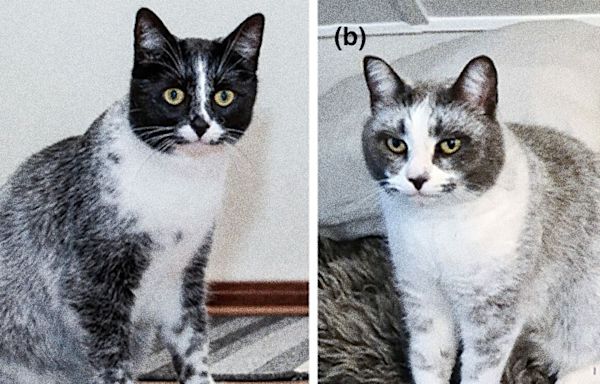 Mutation Has Led to a New Type of Cat, Scientists Say