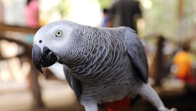 Parrot’s Funny Greeting for Her Brother Is Just Like a Human Teenager