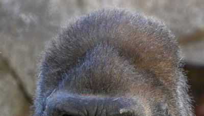 Winston, one of the world's oldest silverbacks, dies at age 52 at San Diego Safari Park