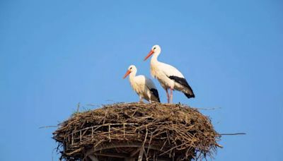 London could become home to storks soaring above the capital's biggest landmarks