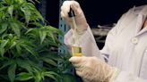 Kentucky begins licensing doctors, nurses for medical cannabis program. Who qualifies?