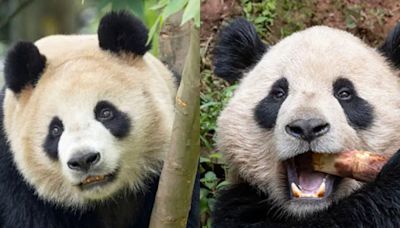 ¡Ternura total! Conoce a Yun Chuan y Xin Bao los nuevos pandas gigantes del San Diego Zoo