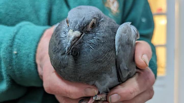 The volunteers saving pigeons' feet from litter