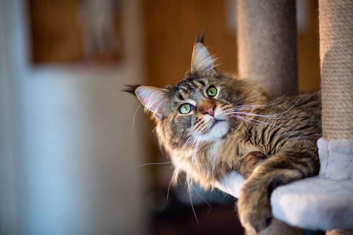 Maine Coon Cat Babysitting Precious Kitten Is Too Cute