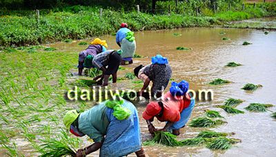 Udupi's paddy fields thrive amid rains, tradition meets modernity in agriculture