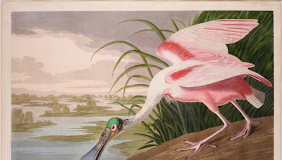 Audubon's original prints of 'magnificent birds' to be on display soon in Daytona Beach