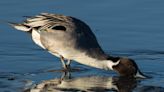 NC birding group faces dilemma: Keep its longtime name or cut ties with racist namesake