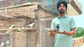 NRI sponsors, live broadcasts and now, a murder: The world of pigeon racing in Punjab