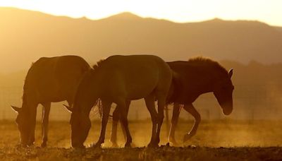 Genome study shows how horses galloped into human history