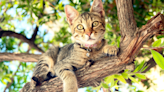 Denver Man Rescues Over 100 Cats Using Professional Tree Climbing Skills