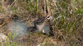 Watch: Alligator shows python who rules the Everglades