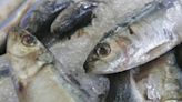El consumo de pescado azul podría beneficiar a la salud del cerebro, según estudio