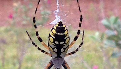 Por si los caimanes y las iguanas no fueran suficientes en Florida, ¿hay que temer a la araña plátano?