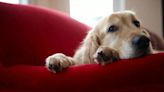 Dog owner in hysterics as he discovers what cheeky pets were hiding on the sofa