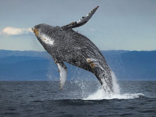 Epic Photobomb: Whale Caught Breaching During Olympic Surfing Semifinals