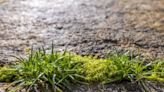 The Secret To A Weed-Free Patio Is Probably In Your Kitchen