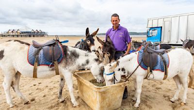 Donkey ride firm hits back at petition to ban them from a resort