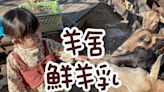 羊舍鮮羊乳牧場門市，免門票免停車費，彰化農場推薦