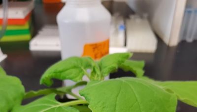 Plants May Soon Provide Essential Nutrients Found in Breast Milk