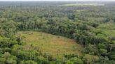 La selva amazónica, "rehén" de guerrilleros para negociar en Colombia