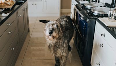 Dog left home alone saved with CPR by neighbors after accidentally causing fire