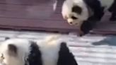 Un zoo en China engaña a sus visitantes y hace pasar a perros por osos panda para "aumentar la diversión del zoológico"