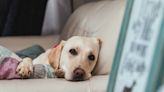 Dog Caught Curled Up Watching a 'Hallmark Movie' in Precious Video