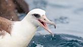 70-Year-Old Albatross Is Actively Looking for Love After Her Mate Passed Away