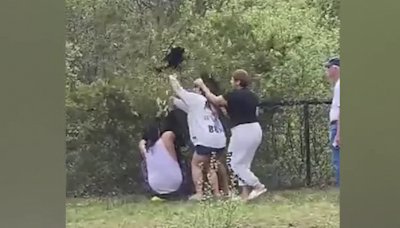 Video: People pull bear cubs from tree in North Carolina to take selfies