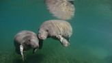 Adorable Baby Manatee in Florida Is Quickly Breaking the Internet