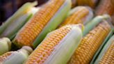 US Disputes Trade as Mexico Plans to Ban Genetically Modified Corn