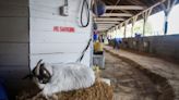 What's With That? Why are there goats on the backside of Churchill Downs?