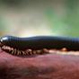 African Giant Millipede Bite