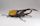 Hercules beetle