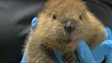 WERLA gives injured or orphaned wildlife a chance at survival